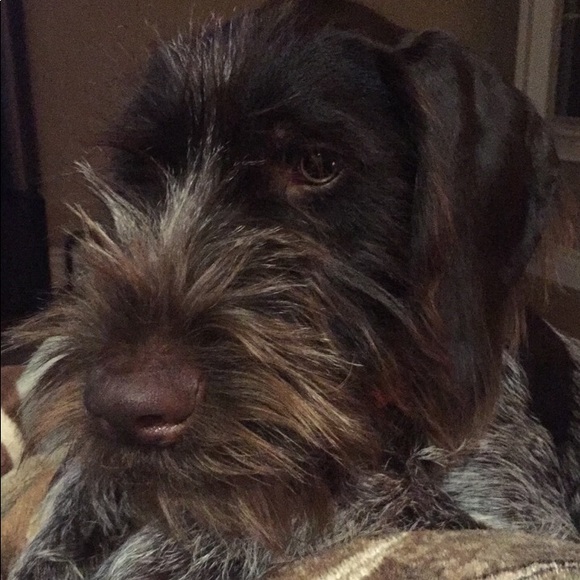 Meet your Posher, Danielle - Picture 2 of 6